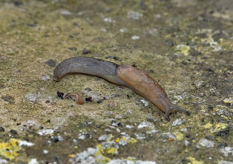 Milacidae di Pantelleria